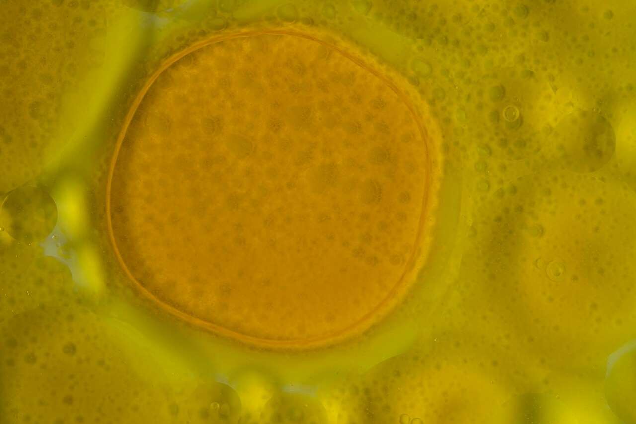 cell