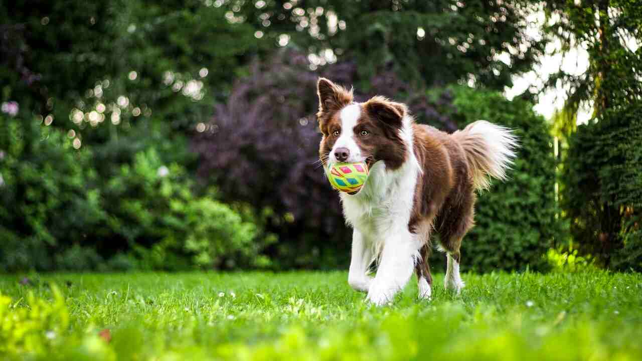 playing with the dog