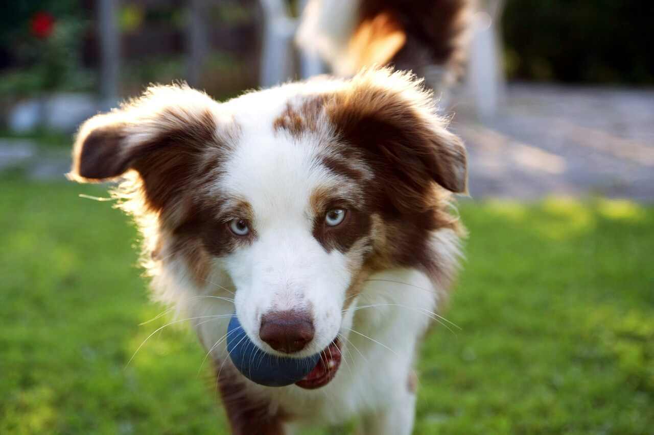 playing with the dog_1