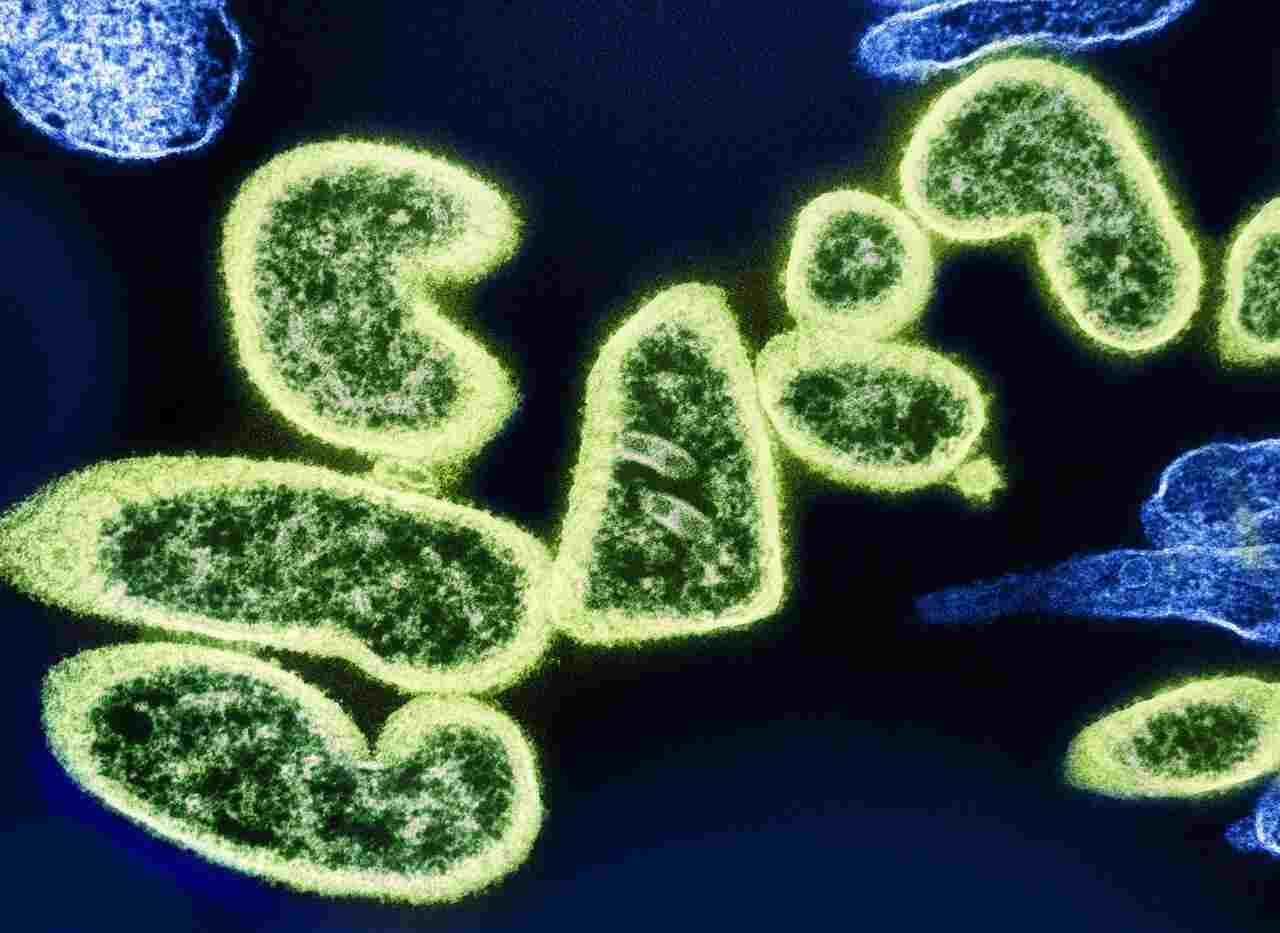Virus amoeba